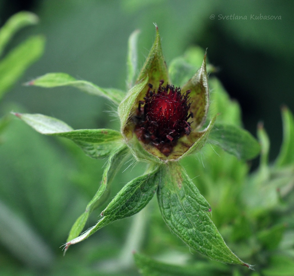 Image of Potentilla thurberi specimen.