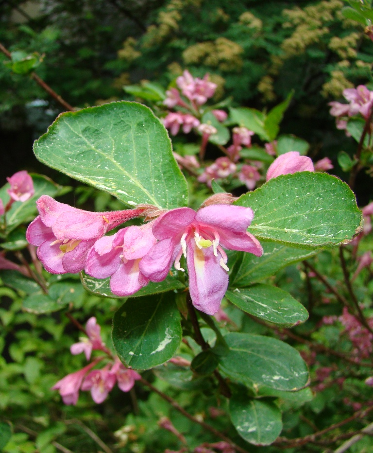 Image of Weigela praecox specimen.