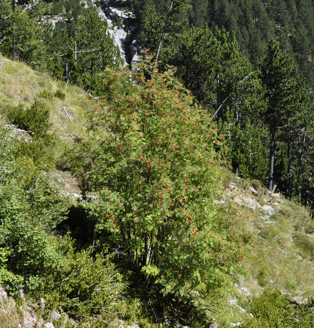 Image of Sorbus aucuparia specimen.