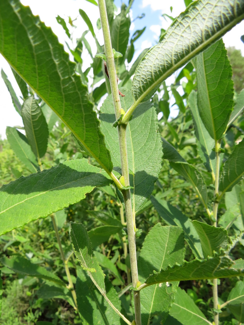 Image of Salix cinerea specimen.