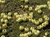 Смотреть изображение Maihuenia poeppigii