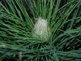 Asphodeline taurica