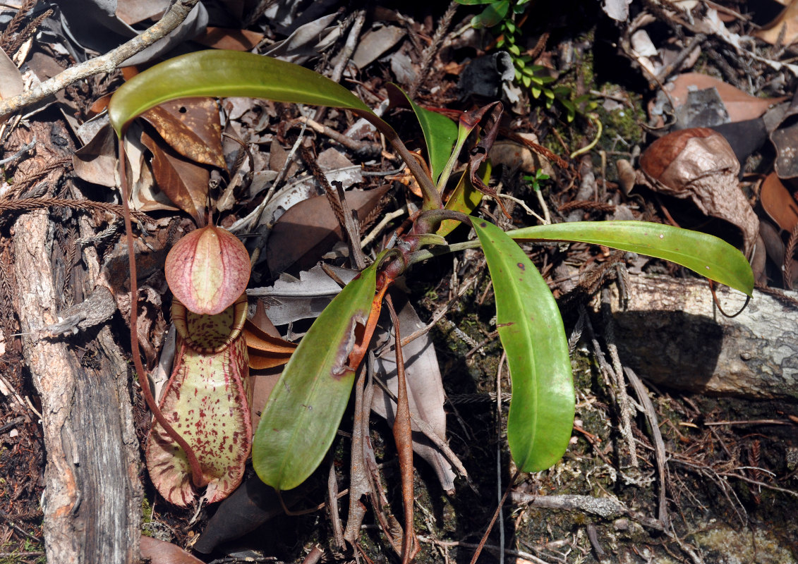 Изображение особи Nepenthes rafflesiana.