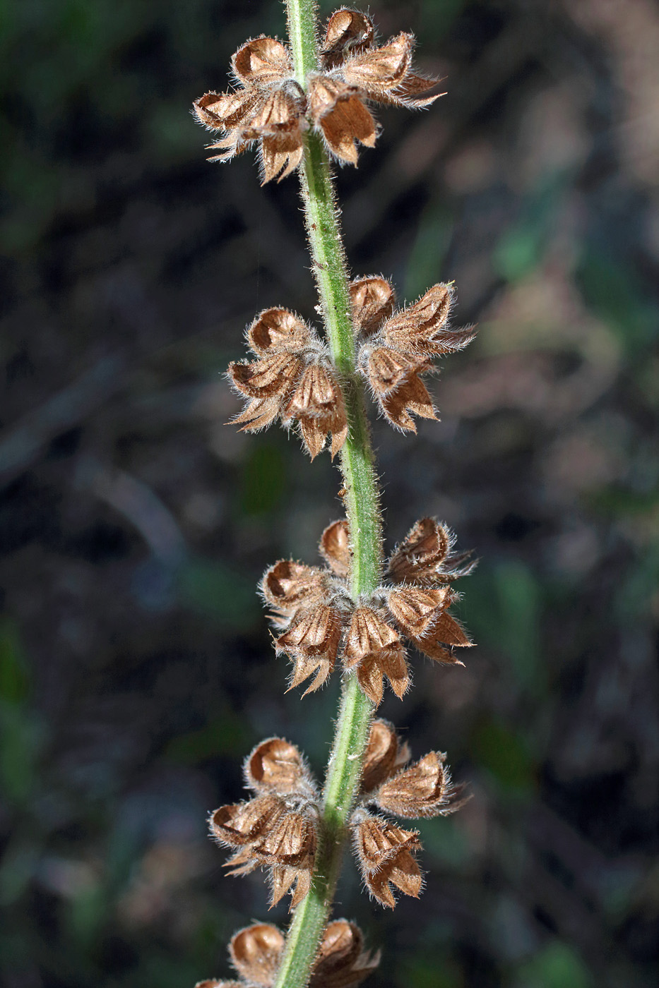 Image of Salvia verbenaca specimen.