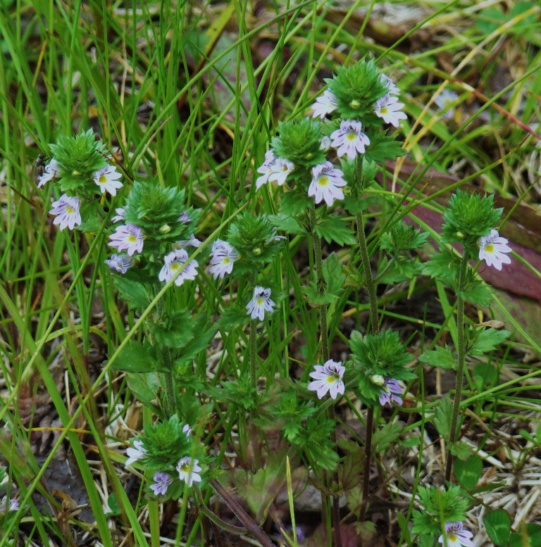 Изображение особи род Euphrasia.