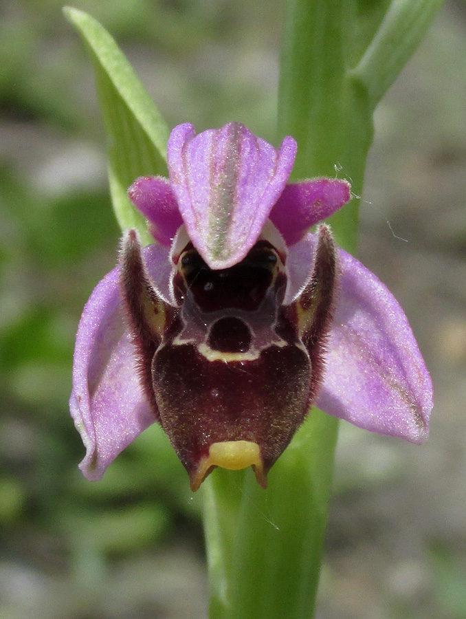 Image of Ophrys oestrifera specimen.