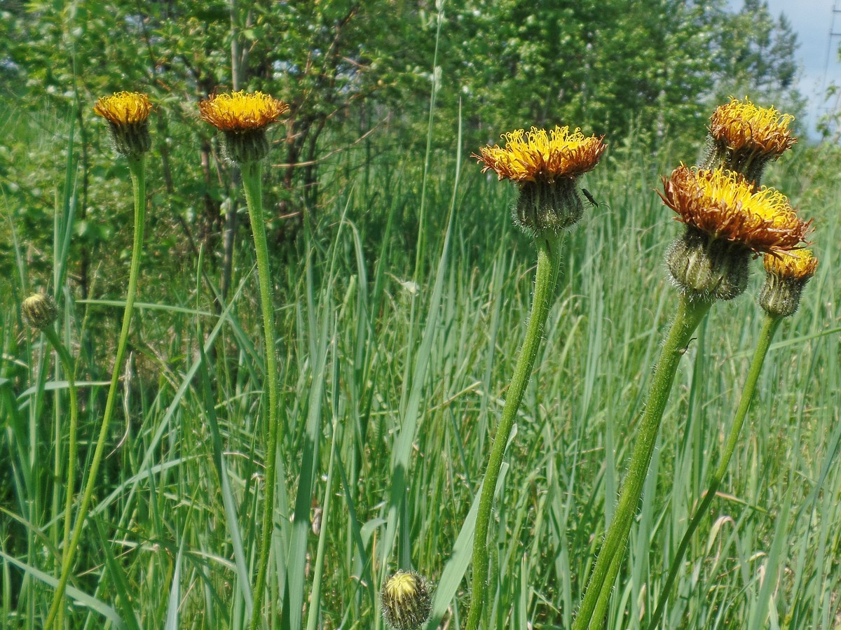 Изображение особи Trommsdorffia maculata.