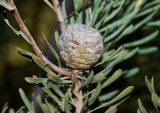 Leucadendron galpinii. Соплодие с созревающими плодами в пазухе побега. Израиль, Шарон, пос. Кфар Монаш, ботанический сад \"Хават Ганой\". 21.09.2015.