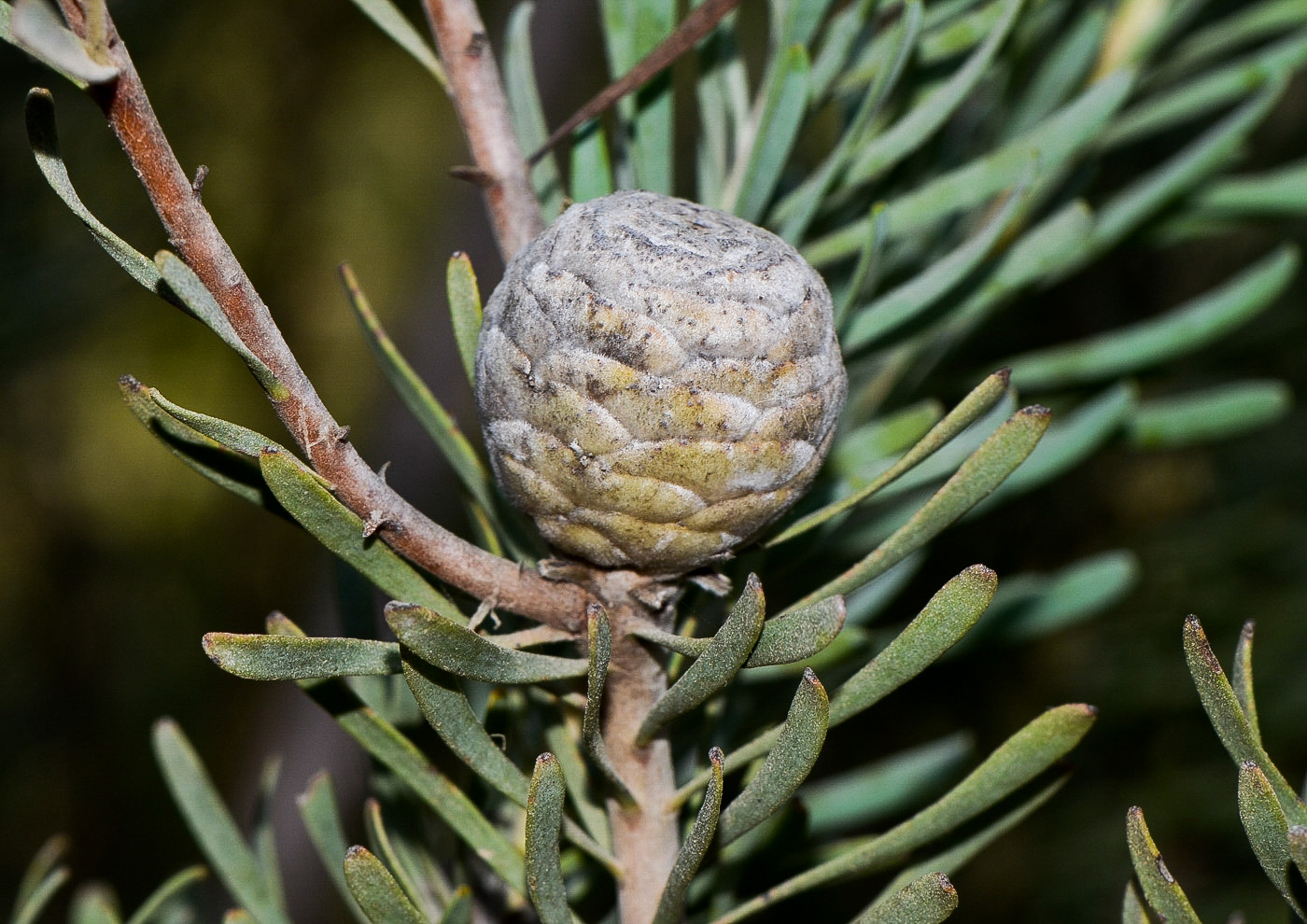 Изображение особи Leucadendron galpinii.