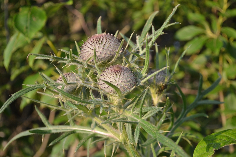 Изображение особи Cirsium polonicum.