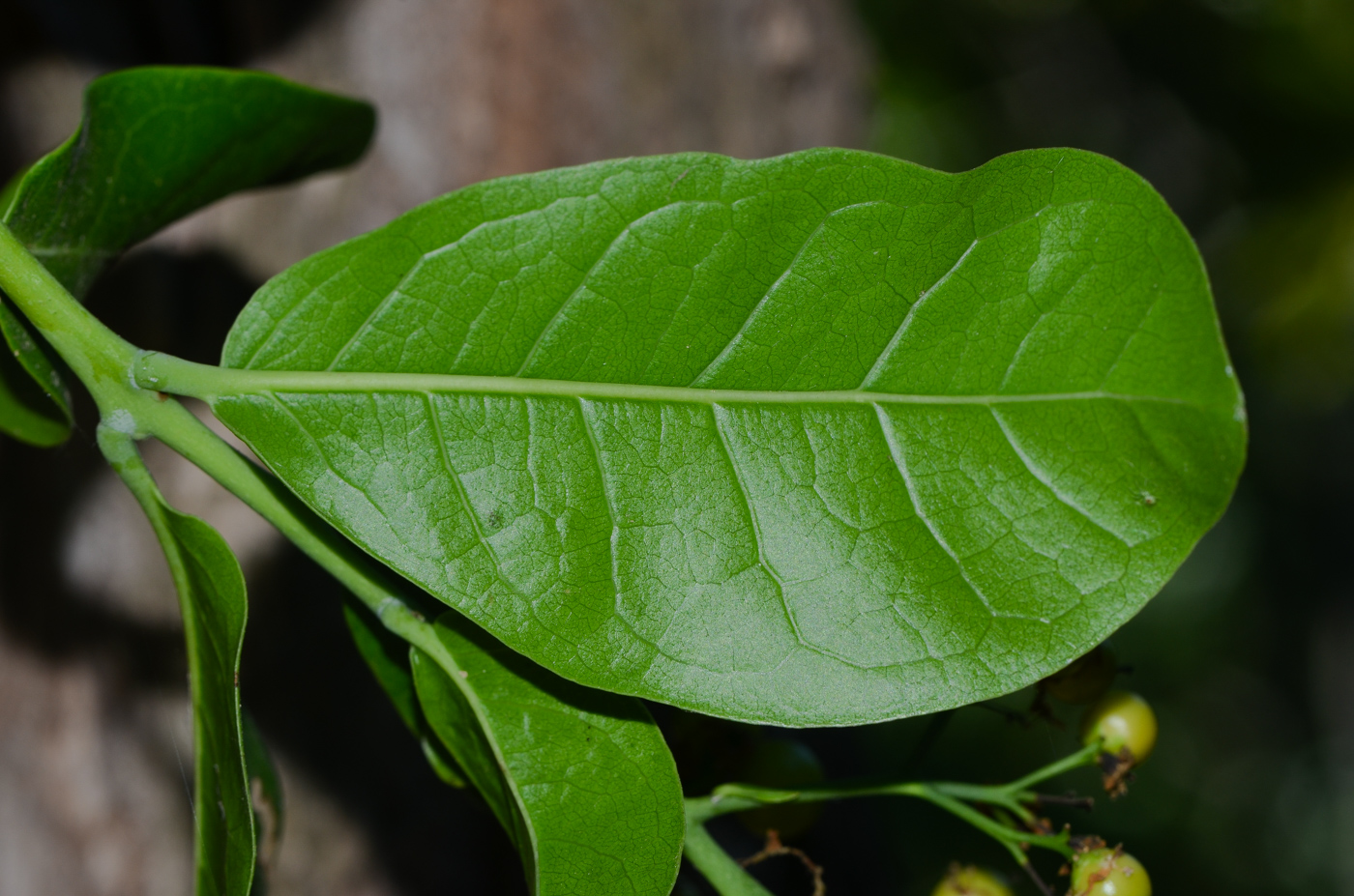 Image of Ehretia tinifolia specimen.