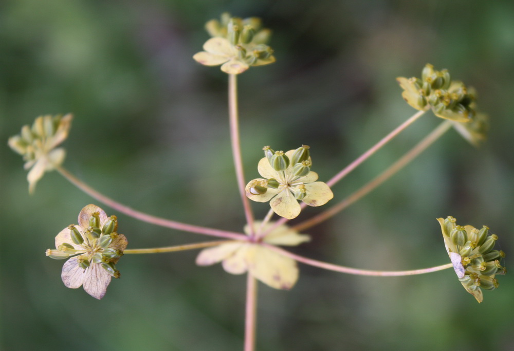 Image of Bupleurum longifolium ssp. aureum specimen.