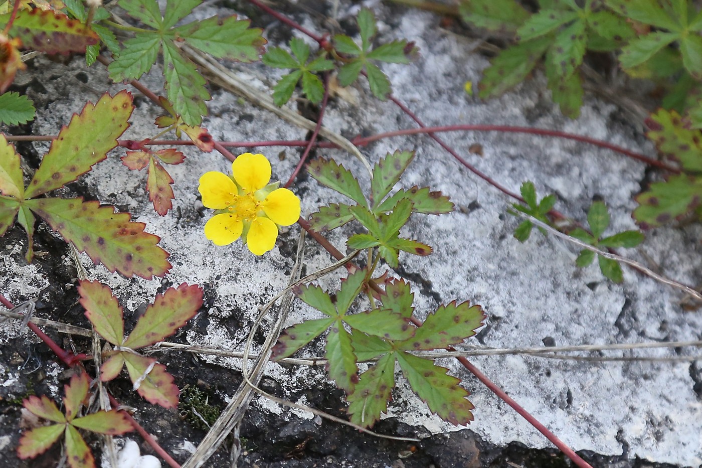 Image of Potentilla reptans specimen.