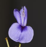 Bolusanthus speciosus