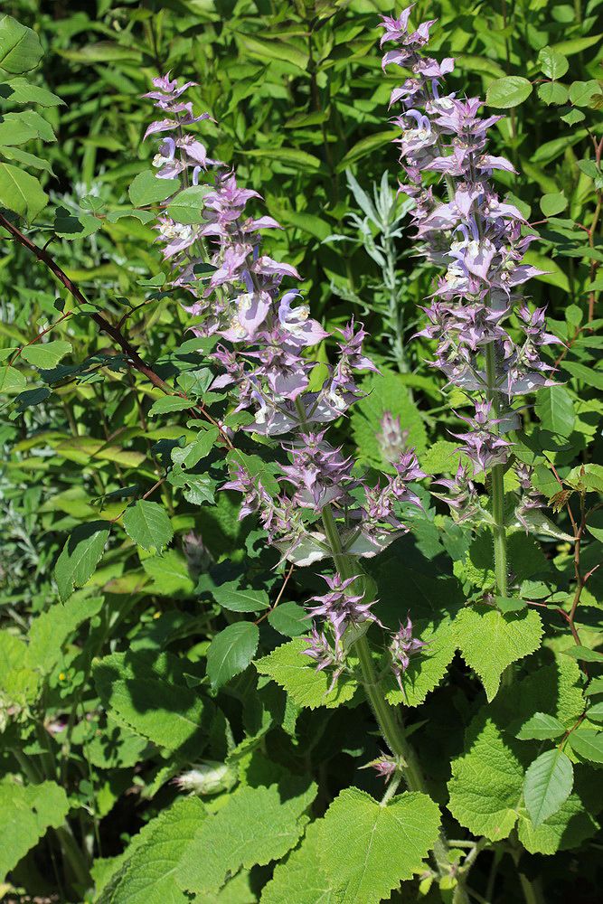 Изображение особи Salvia sclarea.