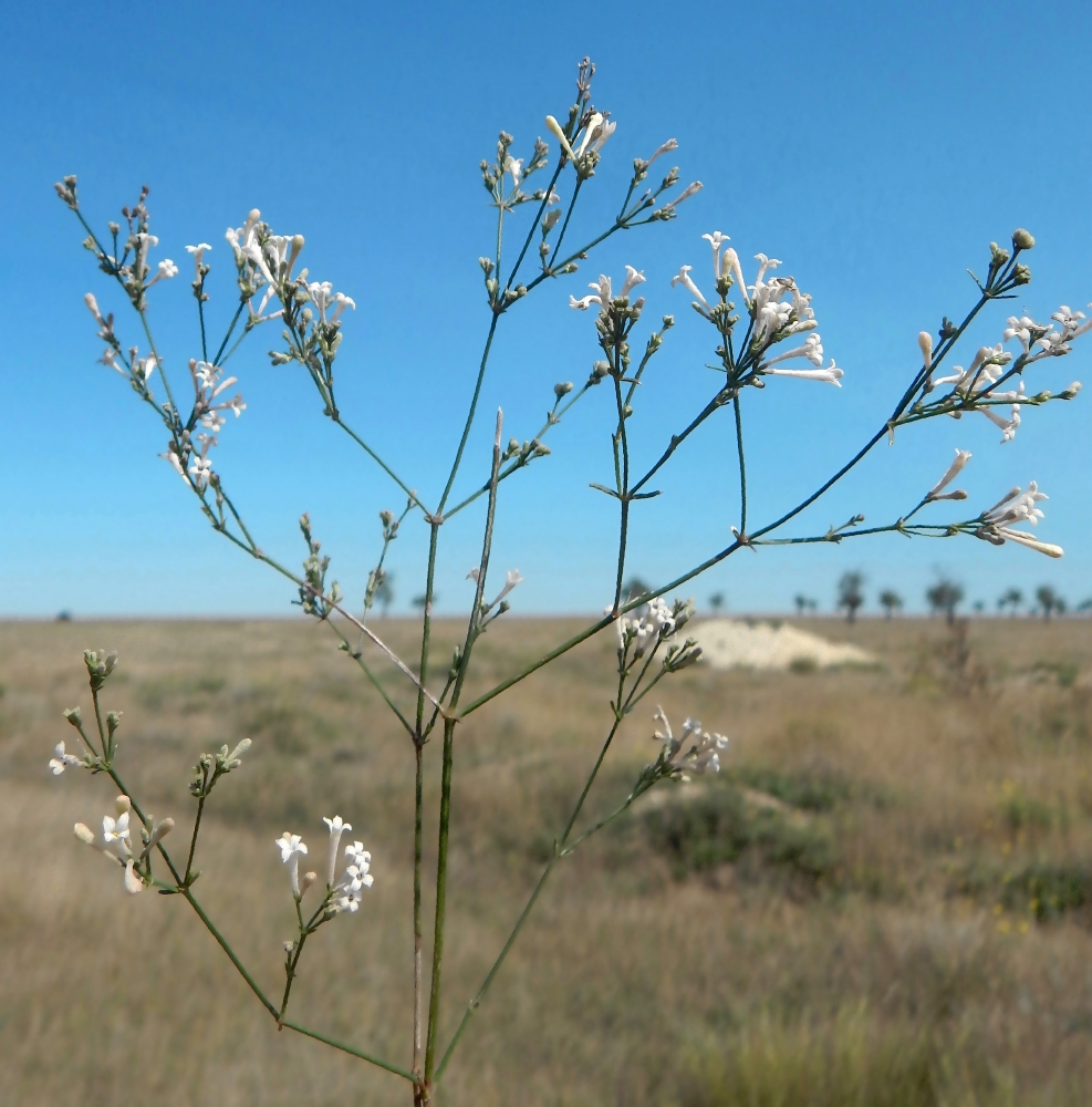 Изображение особи Asperula tenella.