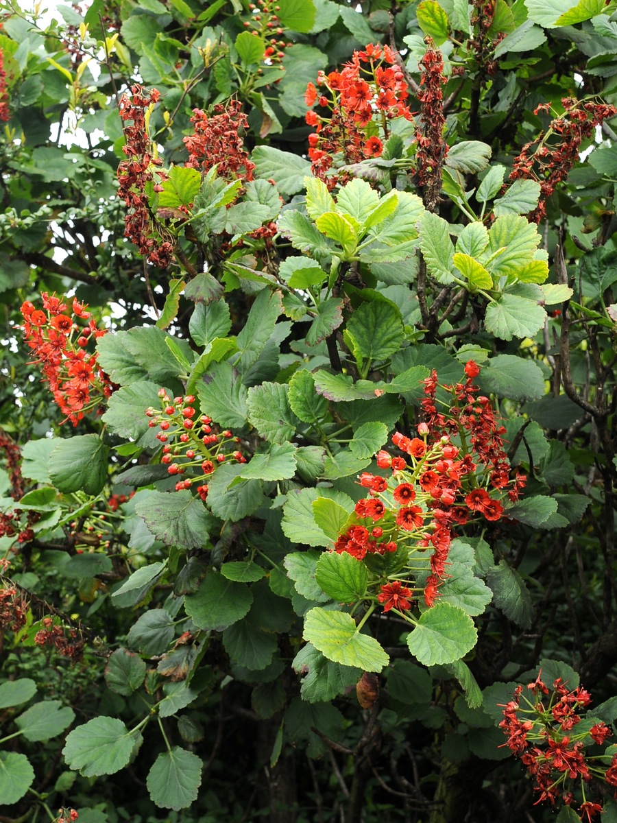 Image of Greyia sutherlandii specimen.