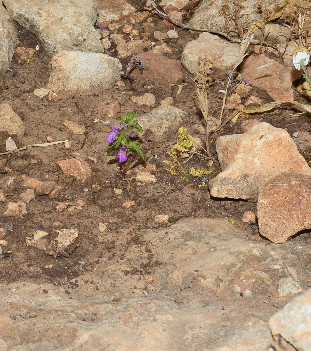 Image of Stachys neurocalycina specimen.