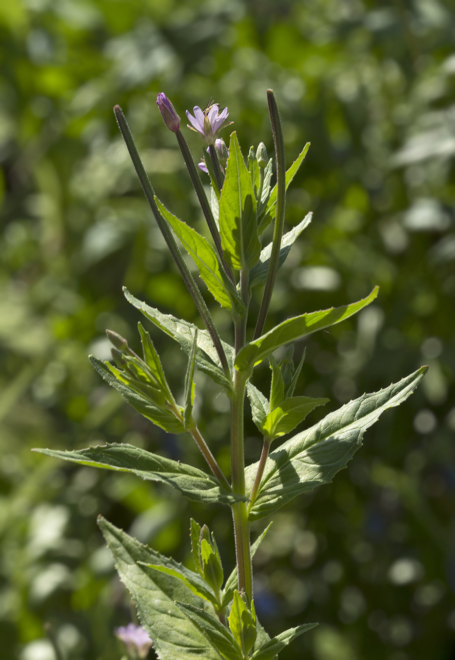 Image of Epilobium maximowiczii specimen.