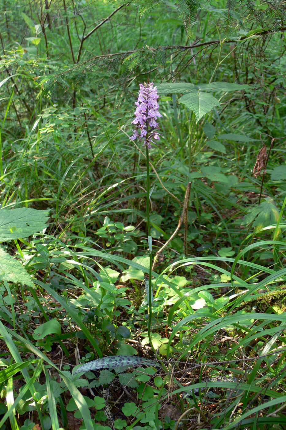 Image of Dactylorhiza fuchsii specimen.