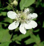 Rubus canescens