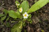 Primula vulgaris. Цветущее растение. Крым, Бахчисарайский р-н, лес по дороге к Сюйреньской крепости. 07.05.2009.