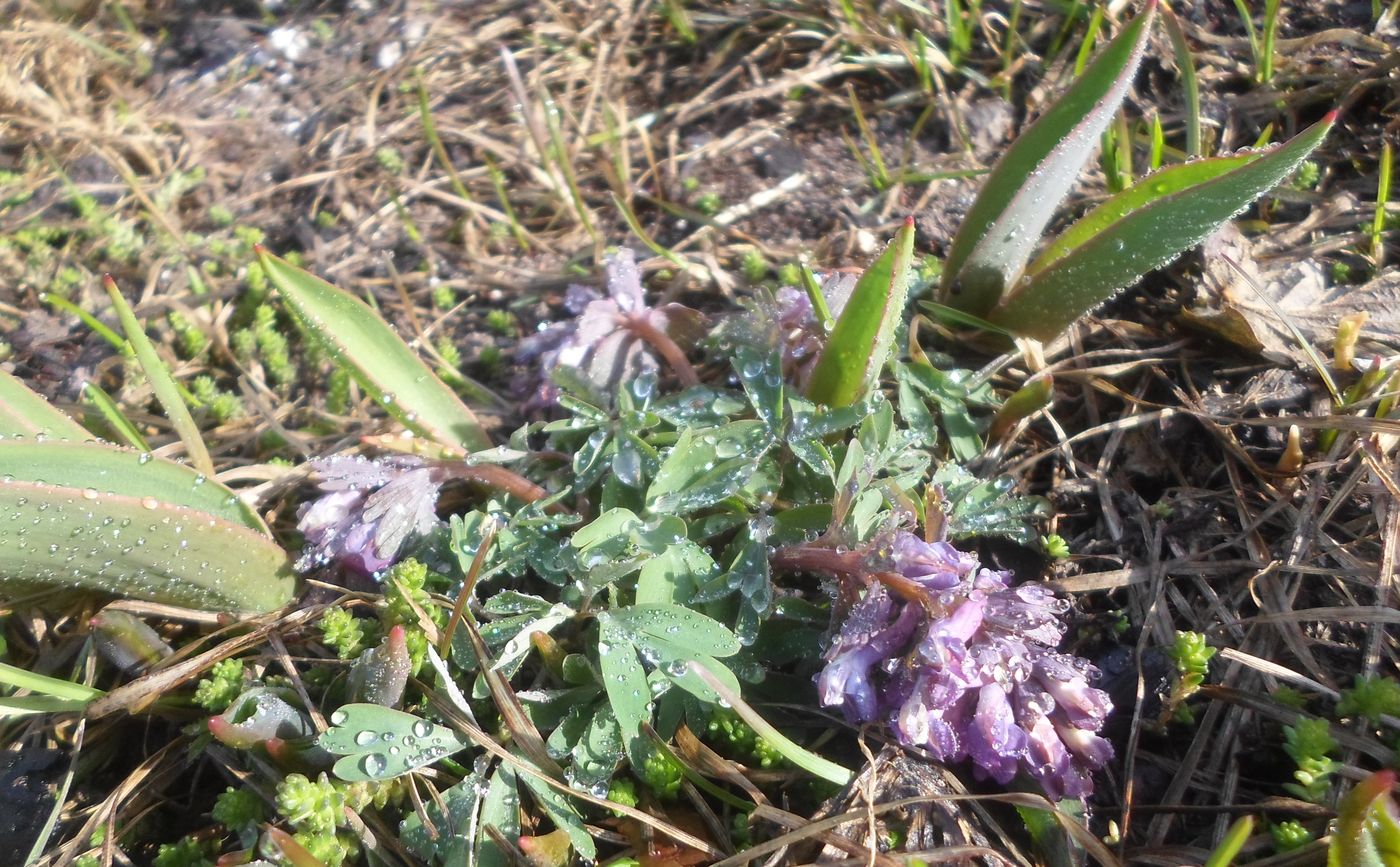 Image of Corydalis solida specimen.