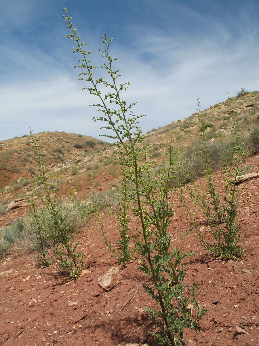 Image of Scrophularia vvedenskyi specimen.