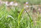 Scirpus sylvaticus. Верхушка расцветающего растения. Санкт-Петербург, Петергоф, Луговой парк, берег ручья, разнотравно-злаковый луг. 26.05.2018.