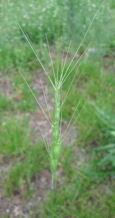 Image of Aegilops triuncialis specimen.