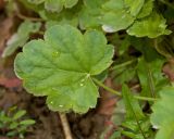 Heuchera sanguinea