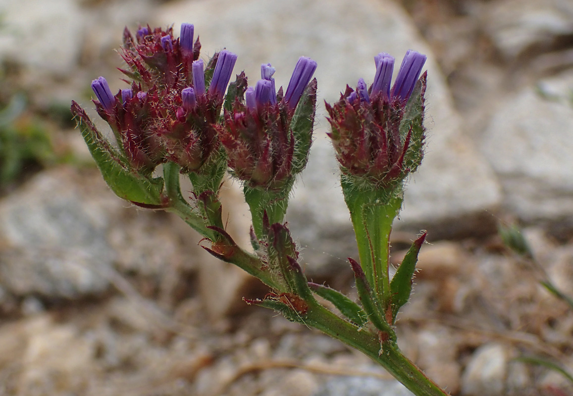 Image of Limonium sinuatum specimen.