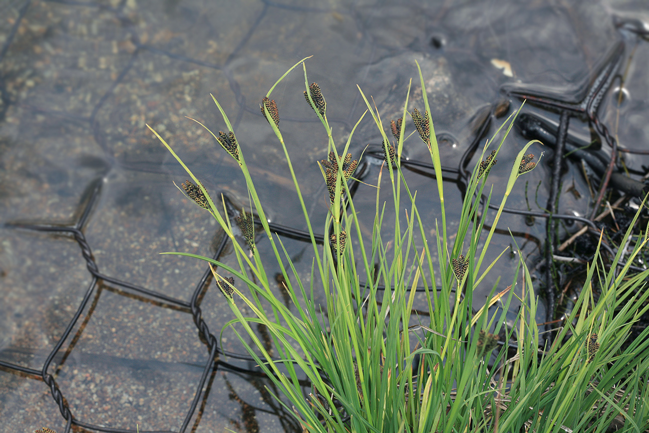 Image of Carex eleusinoides specimen.