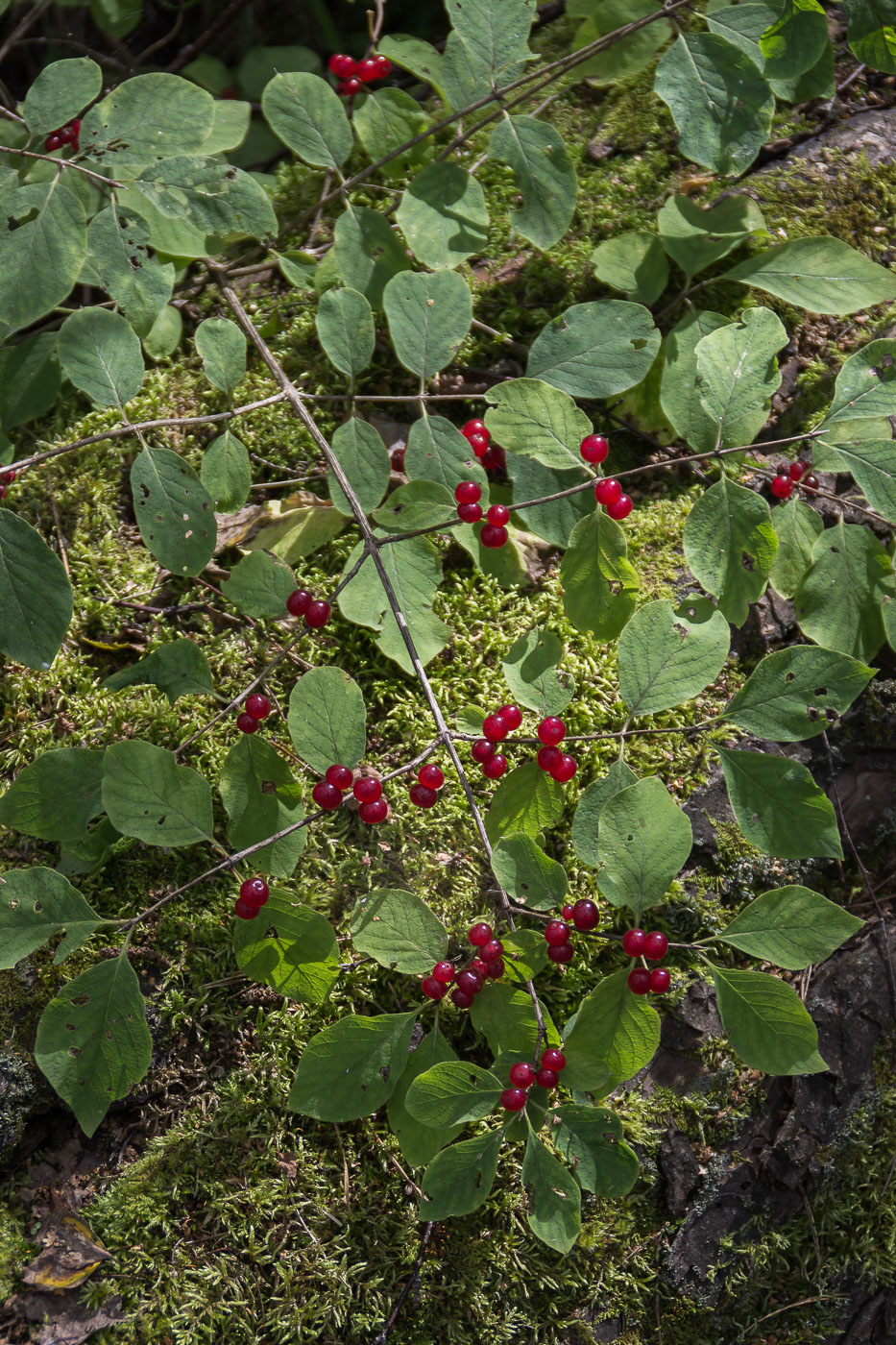 Изображение особи Lonicera xylosteum.