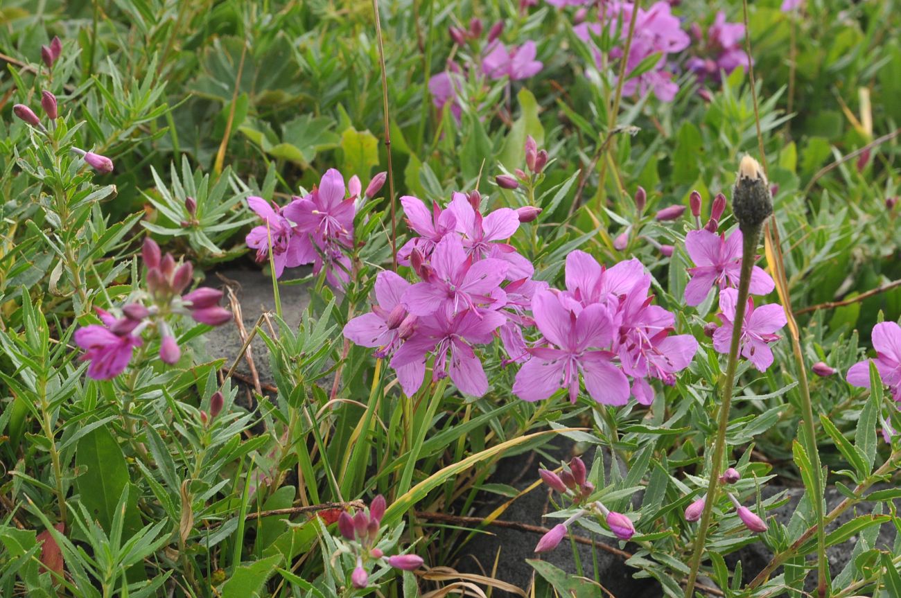 Image of Chamaenerion colchicum specimen.