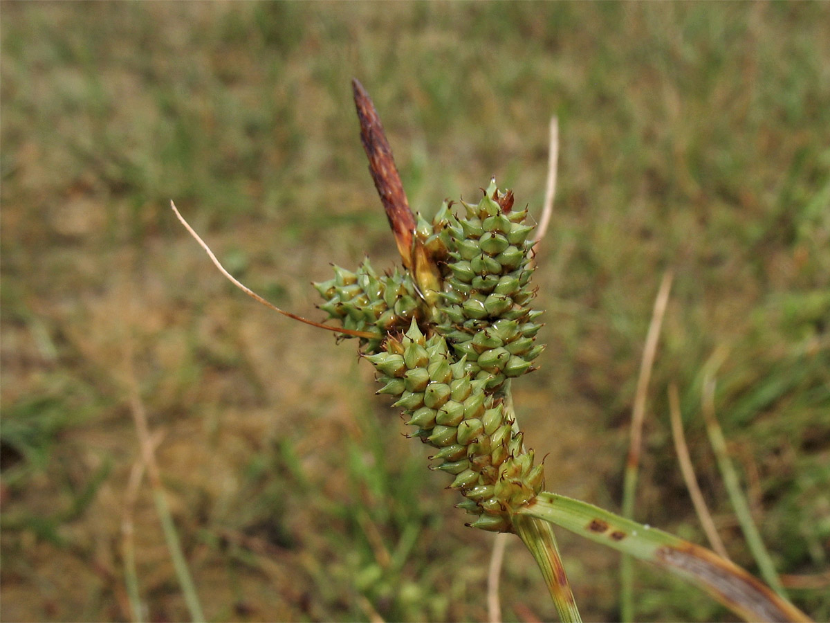 Image of Carex extensa specimen.