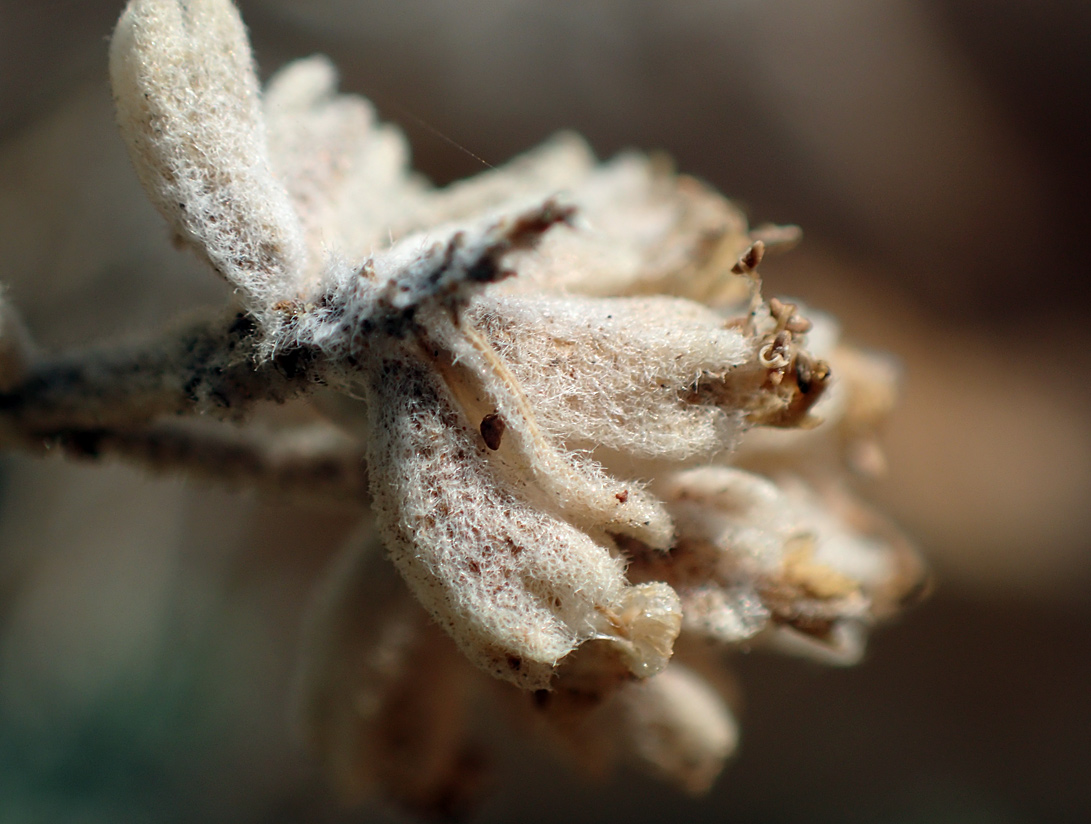 Image of Teucrium capitatum specimen.