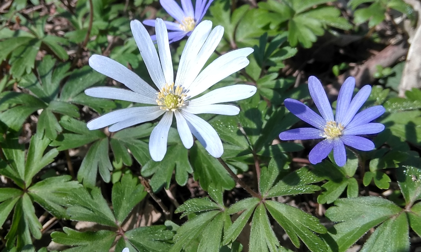 Изображение особи Anemone banketovii.