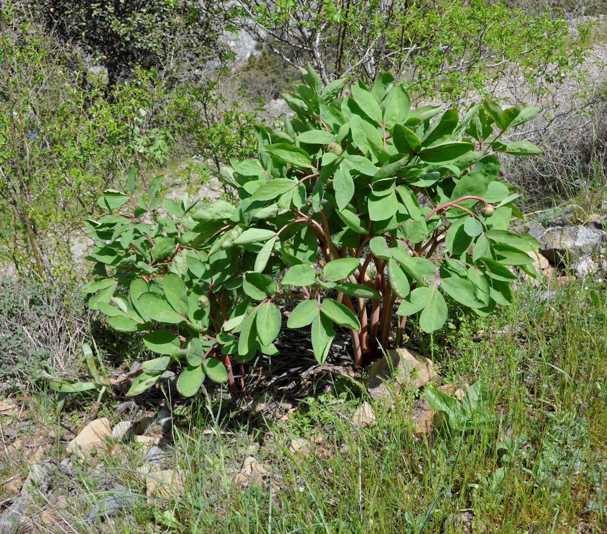 Image of Paeonia mascula specimen.