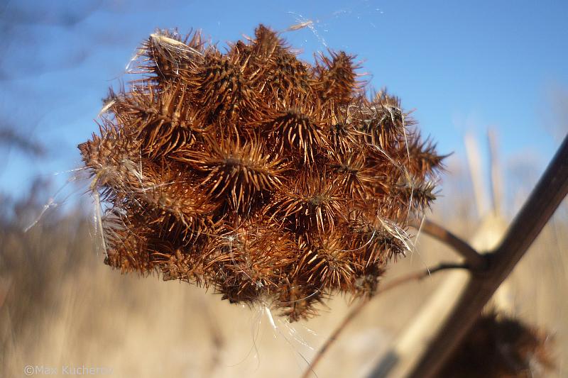 Изображение особи Glycyrrhiza echinata.