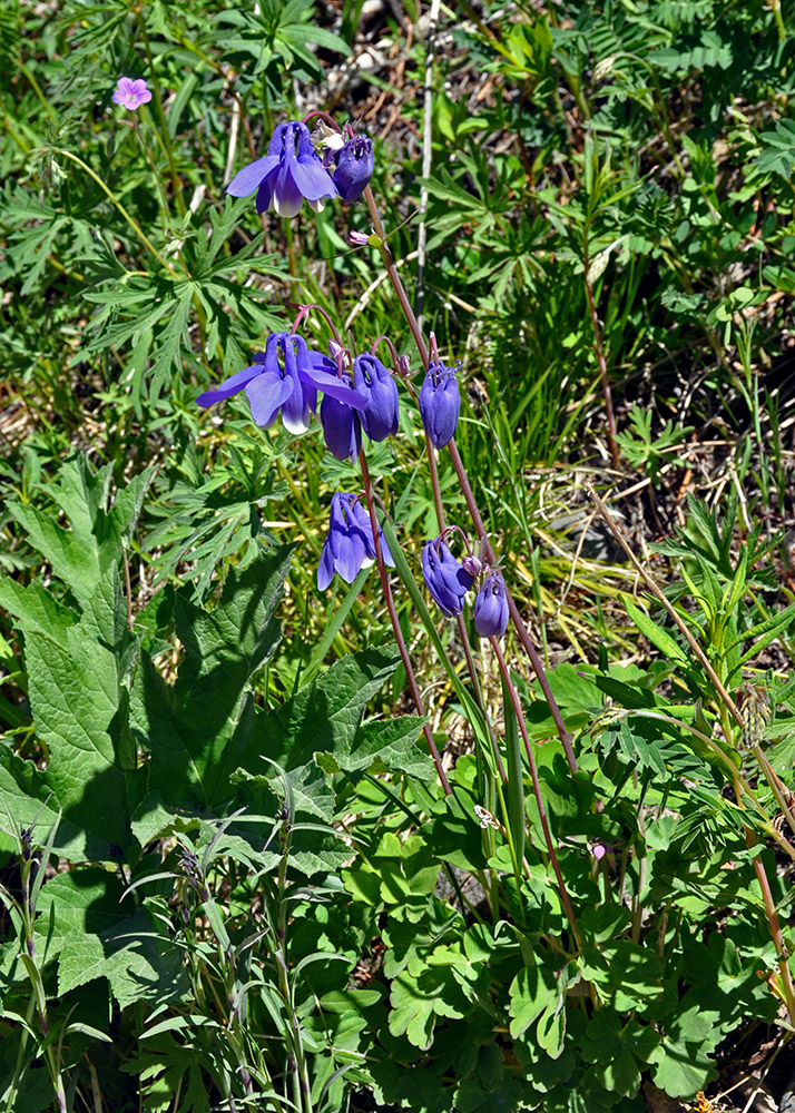 Image of Aquilegia sibirica specimen.