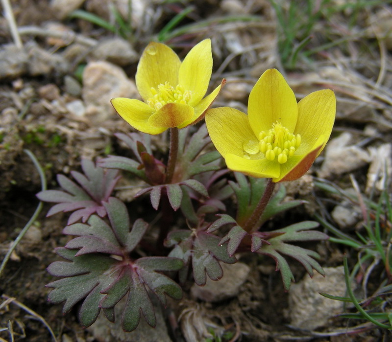 Image of Anemone gortschakowii specimen.