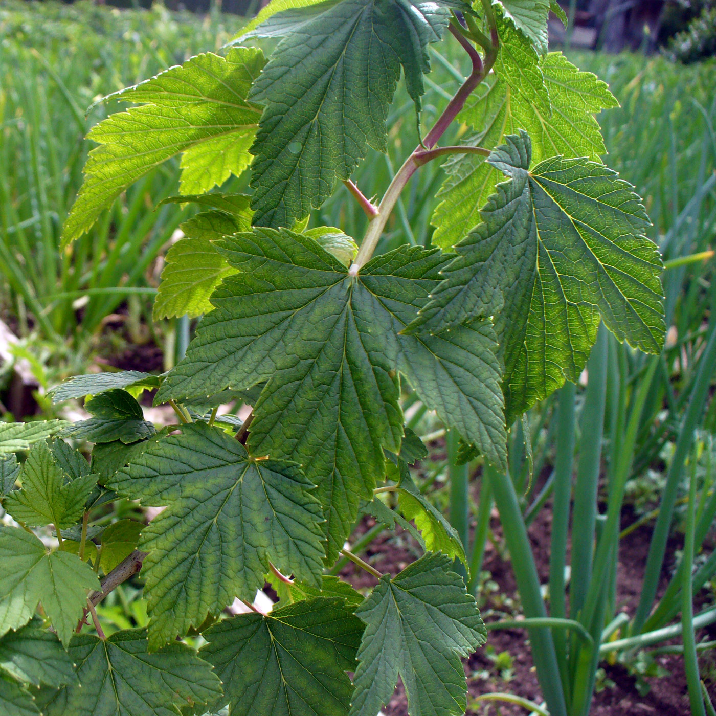 Image of Ribes nigrum specimen.