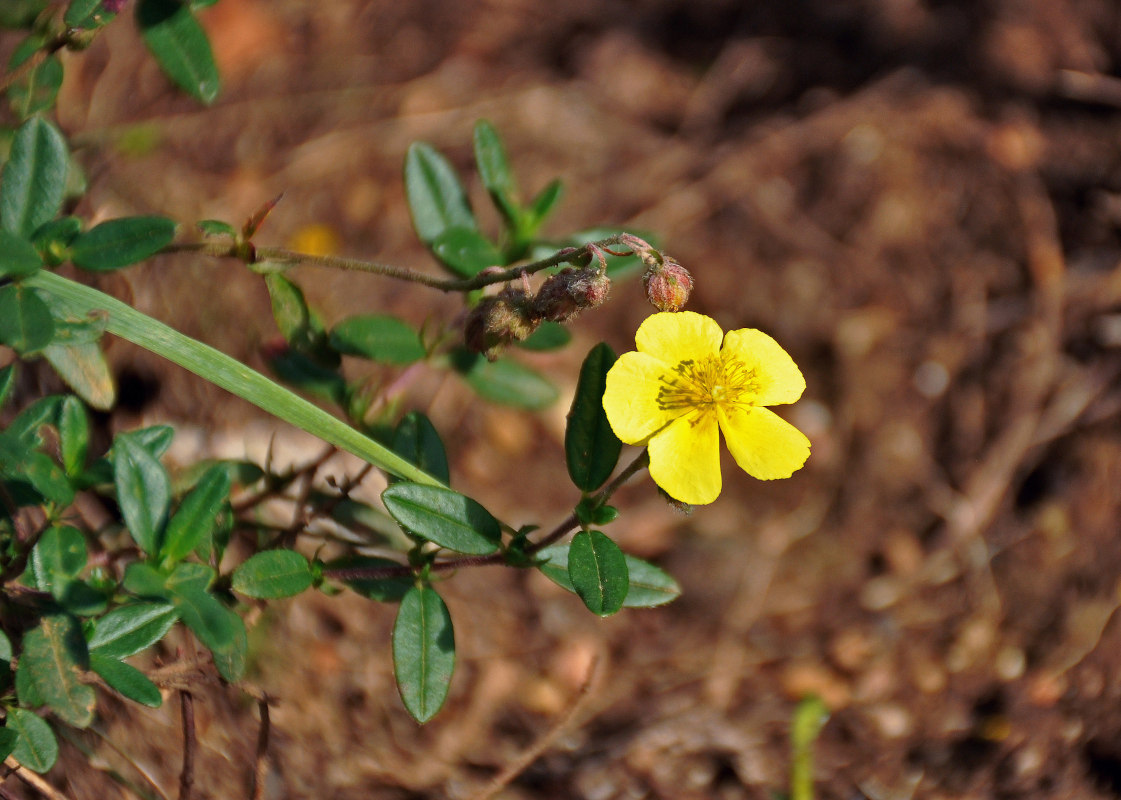 Изображение особи род Helianthemum.