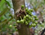 Смотреть изображение род Ficus