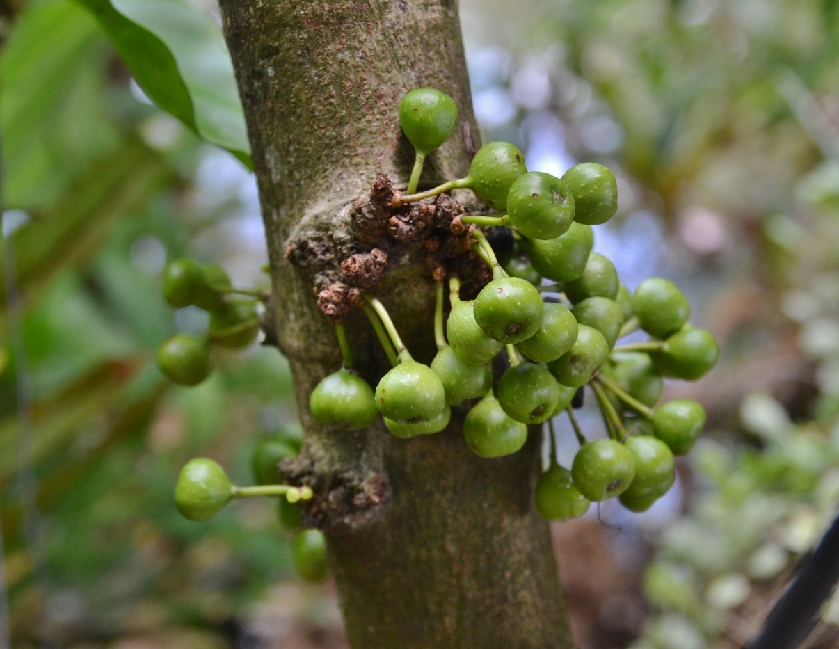 Изображение особи род Ficus.