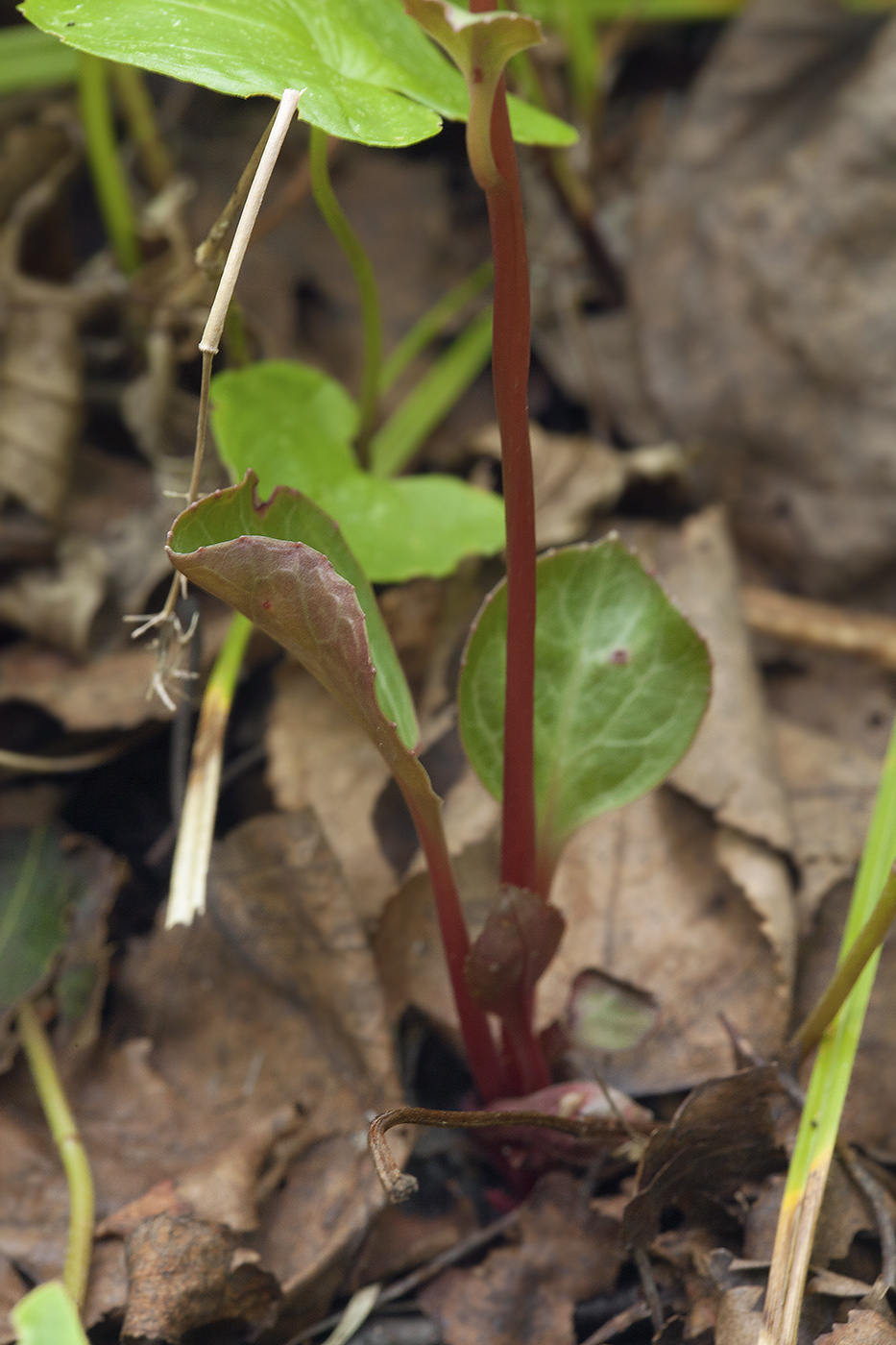 Image of Pyrola japonica specimen.