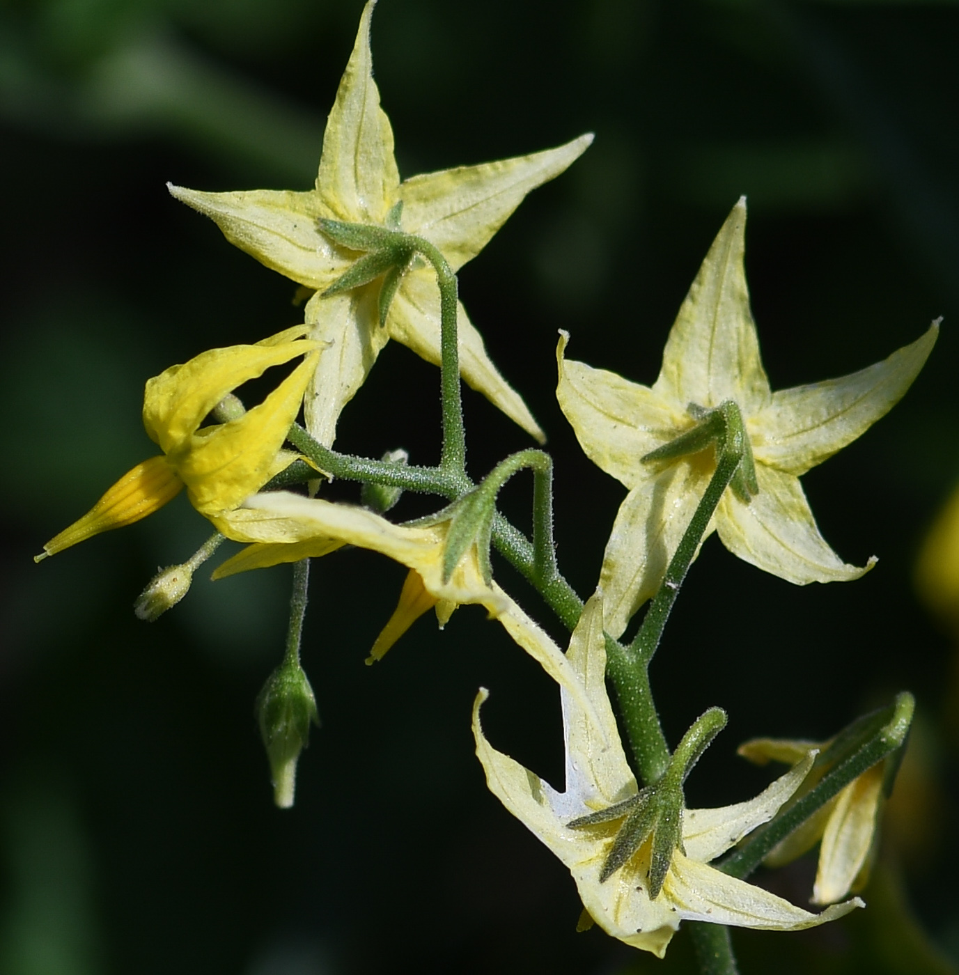 Изображение особи Lycopersicon esculentum ssp. cerasiforme.