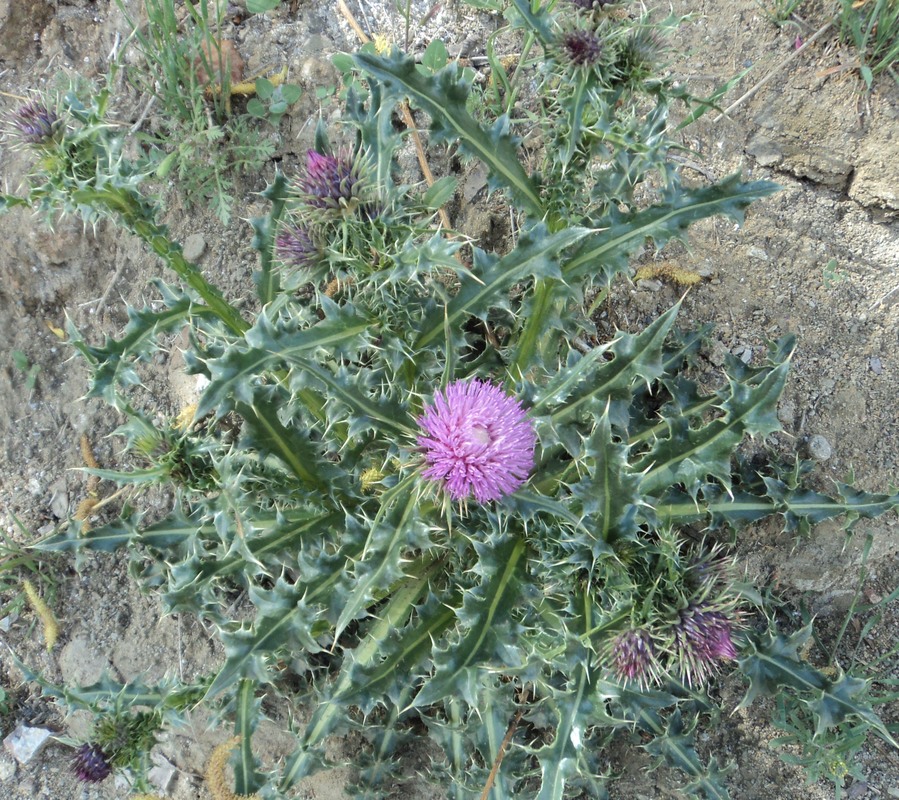 Image of Cirsium caucasicum specimen.