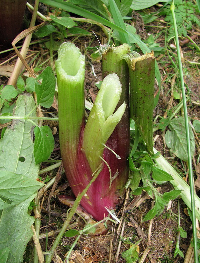 Image of Archangelica officinalis specimen.